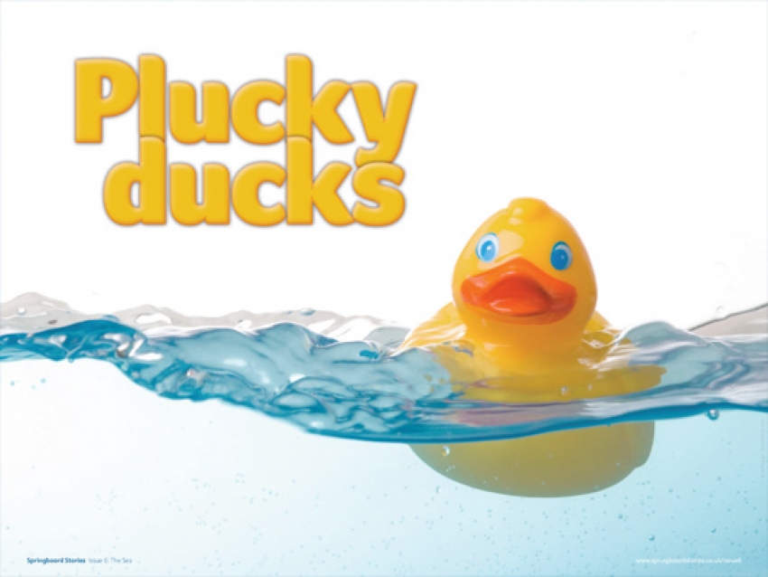 Plucky ducks slideshow