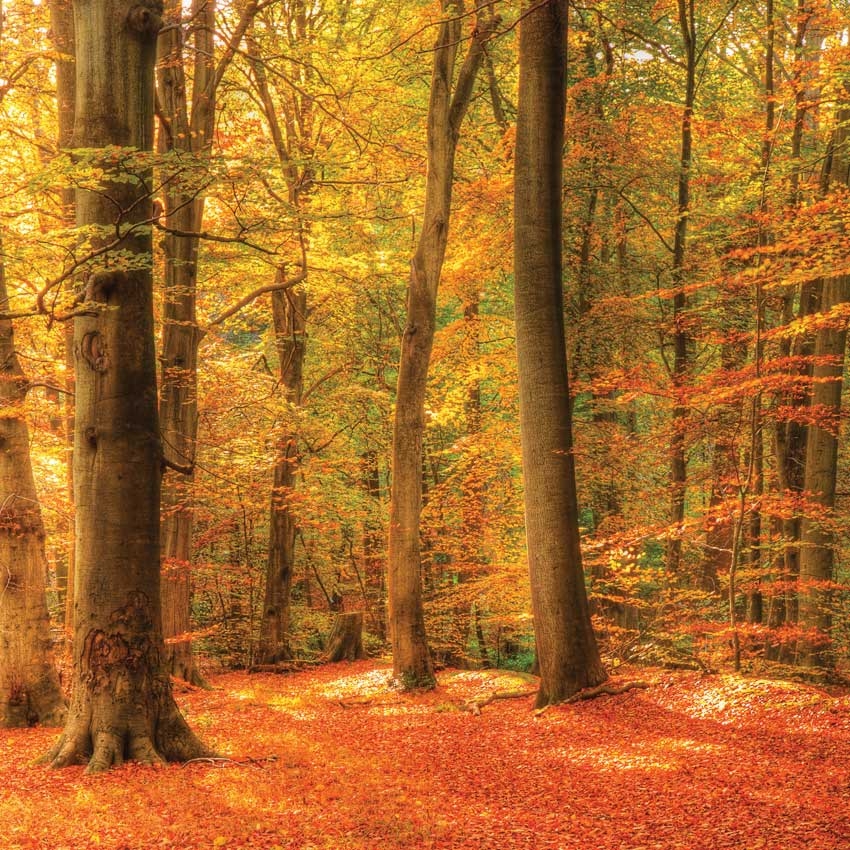 Assembly time &ndash; Woodlands