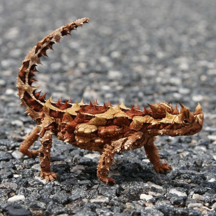 Fantastical creatures