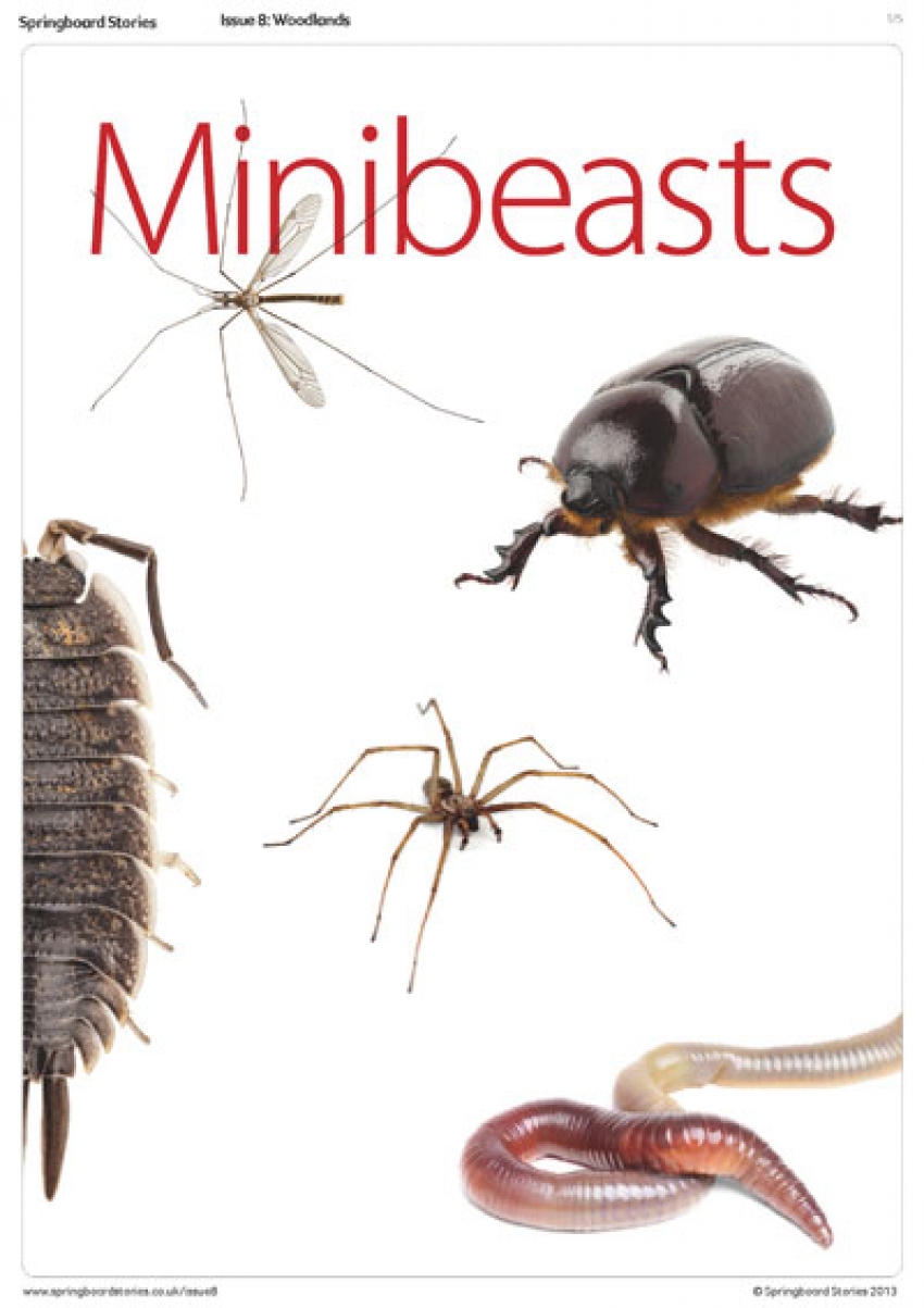 All about minibeasts
